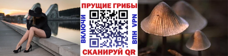 Псилоцибиновые грибы GOLDEN TEACHER  маркетплейс телеграм  Тотьма 